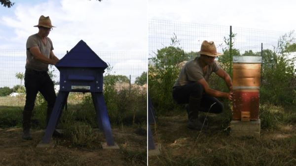 magnétisation de ruches